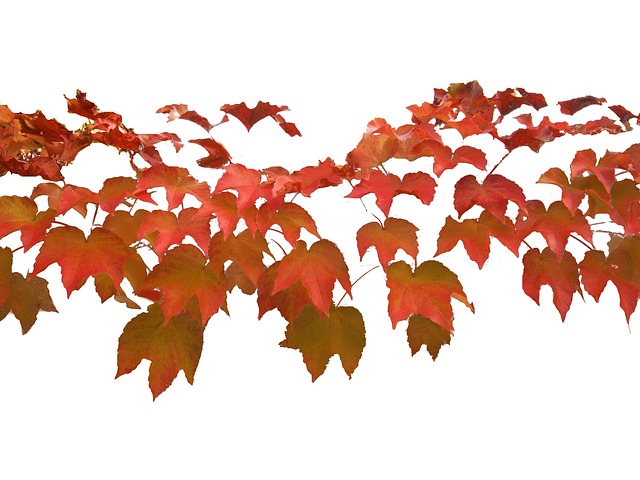 Genuss und geselligkeit: Das macht ein vinfestival besonders